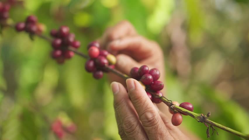 Close up of gardener hand examine cherry beans. Arabica coffee berries by asian farmer hands Robusta and Arabica coffee berries by hand. Royalty-Free Stock Footage #1100287433