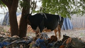 Closeup of black and white cow tied to tree trunk surrounded by garbage at rural village of india