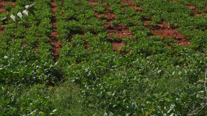 Wide view of multi cropping of cow pea and groundnut in red soil during summer Royalty-Free Stock Footage #1100288847