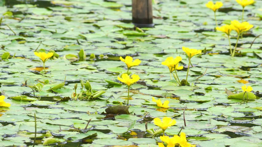 Yellow flowers that bloom on the whole side.