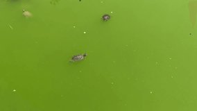 Trachemys scripta elegans (Red-eared slider or red-eared terrapin) swims in green lake water in a sunny summer day. Selective focus. Slow motion video. Animals theme.