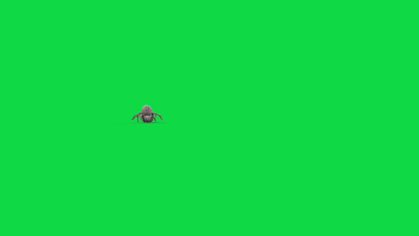 Hairy Spider Green Screen Run Front Realistic 3D Animation Rendering CGI Animals Royalty-Free Stock Footage #1100296351