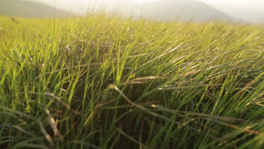 Green grass sways in the wind in the mountains. Royalty-Free Stock Footage #1100298129