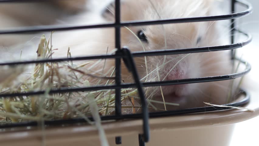 Syrian fluffy hamster peeking out of the cage