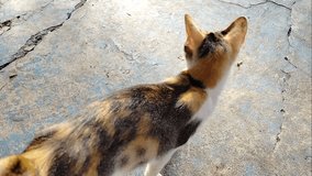 a video of a cat looking for food
