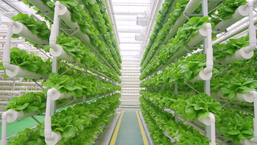 Lettuce planted in greenhouse, scientific and technological agriculture Royalty-Free Stock Footage #1100300425
