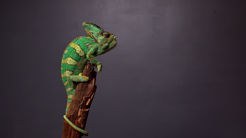 Veiled Chameleon, Chamaeleo calyptratus, sits on branch and look in different directions close-up on a grey background. 4k raw Studio footage of exotic pet, animals Royalty-Free Stock Footage #1100303669