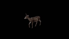 
Black Deer Doe Walk View From Top Angle Front, 3840×2160.Transparent Alpha video.LOOP. - Powered by Shutterstock - Get 15% off with code: PIKWIZARD15