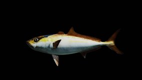
Amberjack Fish View From Side.Animation.3840×2160.01 Second Long.Transparent Alpha video.LOOP.