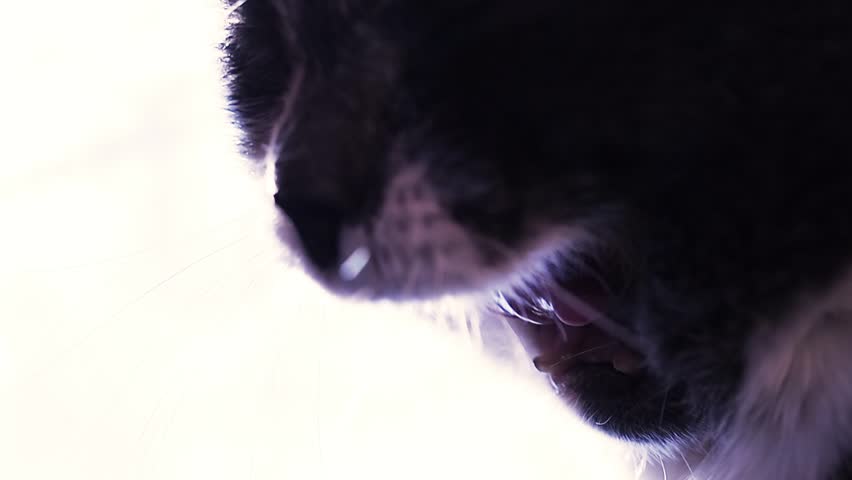 Cat face close-up, extreme close-up, cat yawns, not stable focus. The eyes are green