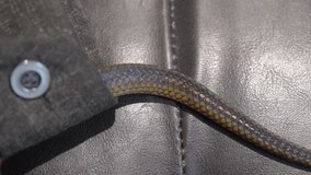 This video shows a close up view of a snake slithers into a jacket sleeve with a black leather background.