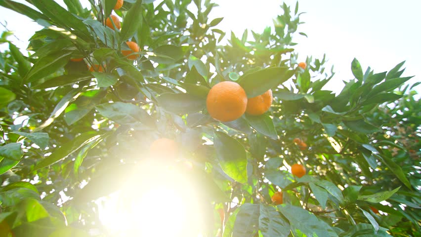a ripe tangerine on a tree in the garden Citrus farming in sunny regions Royalty-Free Stock Footage #1100314581