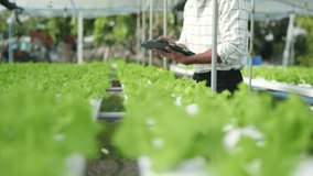 Footage of gardener is taking care and checking of hydroponics planting salad green oak lettuce on tube in greenhouse with tablet.
