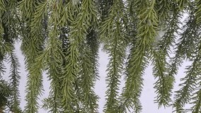 Spruce branches slowly sway in a mild wind. Closeup video taken while snowing. Small fir cones. Snowy ground in the background.
