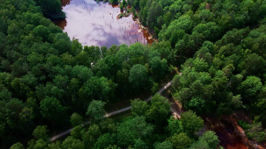 Pine forest in summer with colorful lakes. summer wild scenery. Drone footage