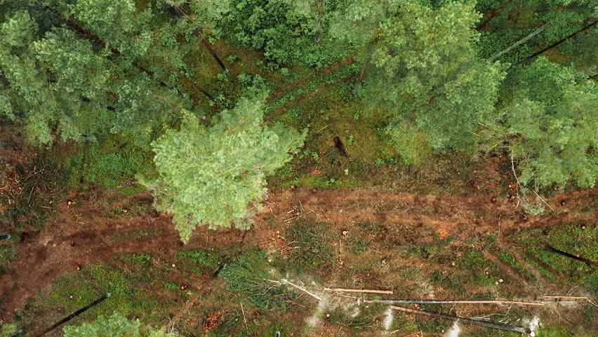 Aerial view of a large tree that is being cut down and leaves a trail of leaves behind while falling on top of other trees: a forest deforestation concept Royalty-Free Stock Footage #1100333067