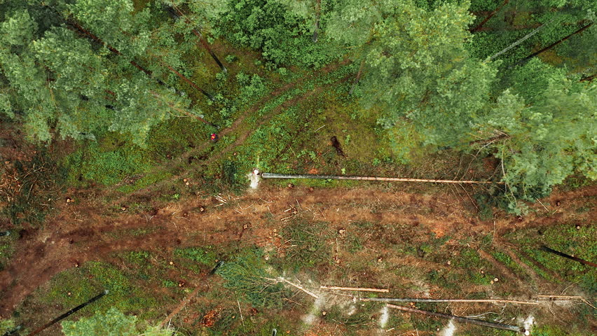 Aerial view of a large tree that is being cut down and leaves a trail of leaves behind while falling on top of other trees: a forest deforestation concept