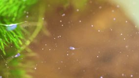 baby betta fish Siamese fighting fish fry swimming on water surface amongst the water plants Sydney NSW Australia