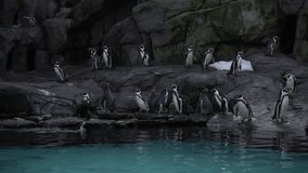 Group of Humboldt penguins,Spheniscus humboldti Peruvian penguin stand on rocky shore near blue water,swim and dive in pool of Krakow Zoo,Poland.Nature video beautiful arctic birds,penguins in nature.