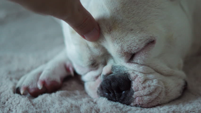 Closeup gently on the head french bulldog puppy Sleeping on fur. selective focus. | Shutterstock HD Video #1100335025