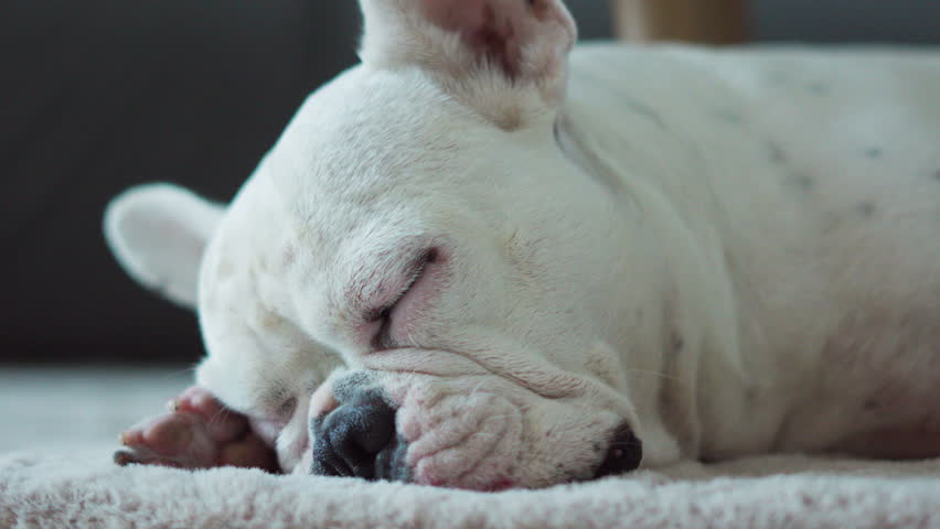 Closeup french bulldog puppy Sleeping on fur. selective focus. | Shutterstock HD Video #1100335057