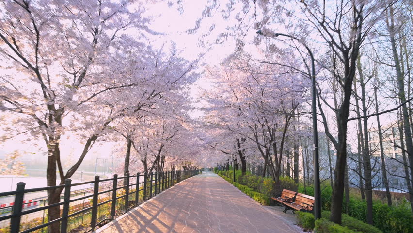 The cherry blossom road is in full bloom and there are no people. Seoul South Korea,Fast movement, view from the bicycle.
 Royalty-Free Stock Footage #1100336985