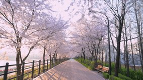 The cherry blossom road is in full bloom and there are no people. Seoul South Korea,Fast movement, view from the bicycle.
