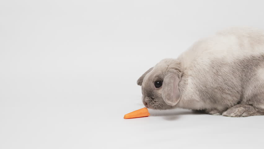 Rabbit eats a carrot in slow motion. Gray lop-eared, dwarf rabbit.