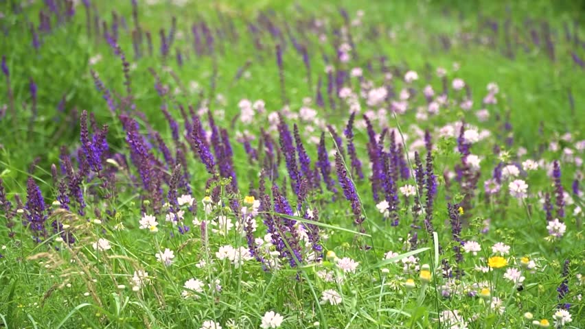 Lavender flower blooming scented fields in endless rows on sunset. Selective focus on Bushes of lavender purple aromatic flowers at lavender fields of the French Provence near Paris.