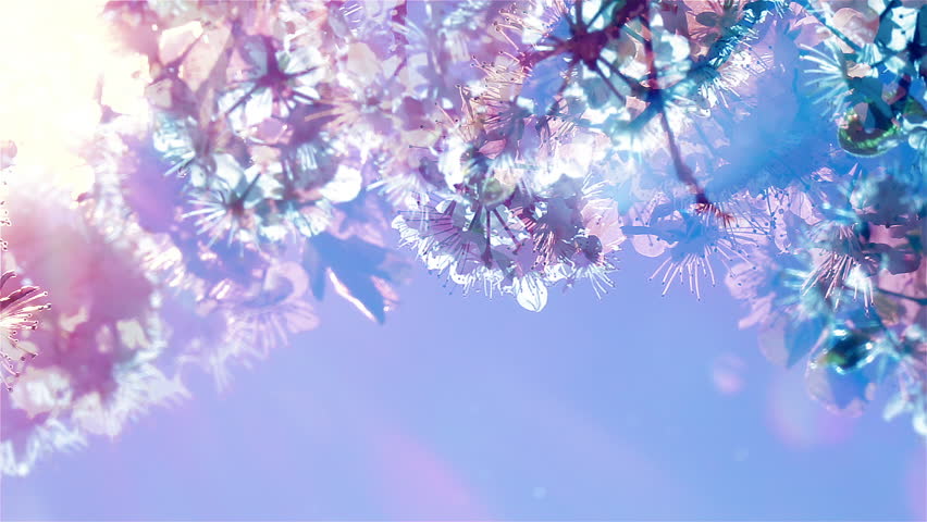 Cherry blossom petals flattering in soft breeze against blue sky. Sunrising up view. Conceptual fantasy scene of realistic Sakura floral pattern. Multicolored nature. Slow motion.  Royalty-Free Stock Footage #1100344661