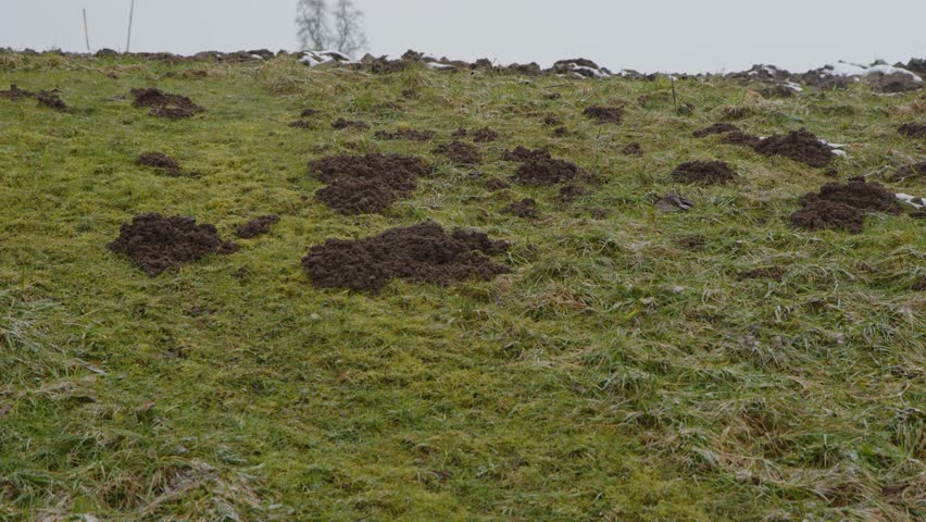 mole hills on meadow in winter