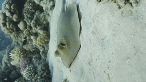 Vertical video, Camera slowly approaches the stingray lying on the sandy bottom, ray floats away, Close up, Slow motion. Blue spotted Stingray or Bluespotted Ribbontail Ray (Taeniura lymma)