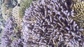 Vertical video, Multicolored coral reef in shallow water on sunny day, Close up. Slow motion, Camera moving forwards above coral reef on sunny day, colorful tropical fish swim around the reef