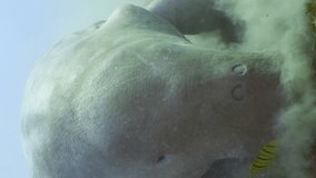 Vertical video, Front side of Dugong eat green seagrass on the seabed. Slow motion, Portrait of Dugong or Sea Cow (Dugong dugon) accompanied by school of Golden Trevally fish (Gnathanodon speciosus)  