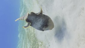 Vertical video, Triggerfish digs holes in the sandy bottom in search of food. Slow motion, Close up of Yellowmargin Triggerfish (Pseudobalistes flavimarginatus) feeding on sandy bottom blowing sand 