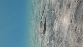 Vertical video, Stingray floating over the seabed on sunny day. Blue spotted Stingray or Bluespotted Ribbontail Ray (Taeniura lymma) swim above sandy bottom in sunrays, on blue water background.