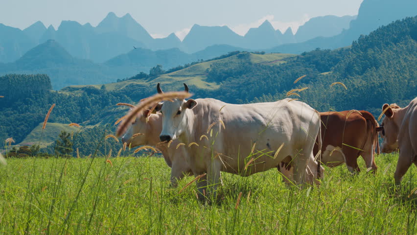 Cows in mountains. Herd of cows graze in the pristine green hill with mountains on the background. Brazilian highlands of Santa Catarina state near Urubici town. Brazilian eco friendly farming