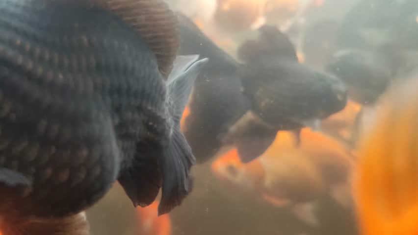 Orange gold and black common carp are types of carp that have no notable differences other than color and shape and are close relatives of koi.