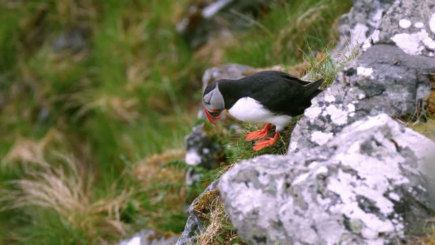 
Beautiful Puffins on Runde island in Norway