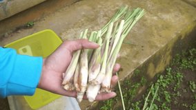 Video of a man cutting and growing lemongrass in a village