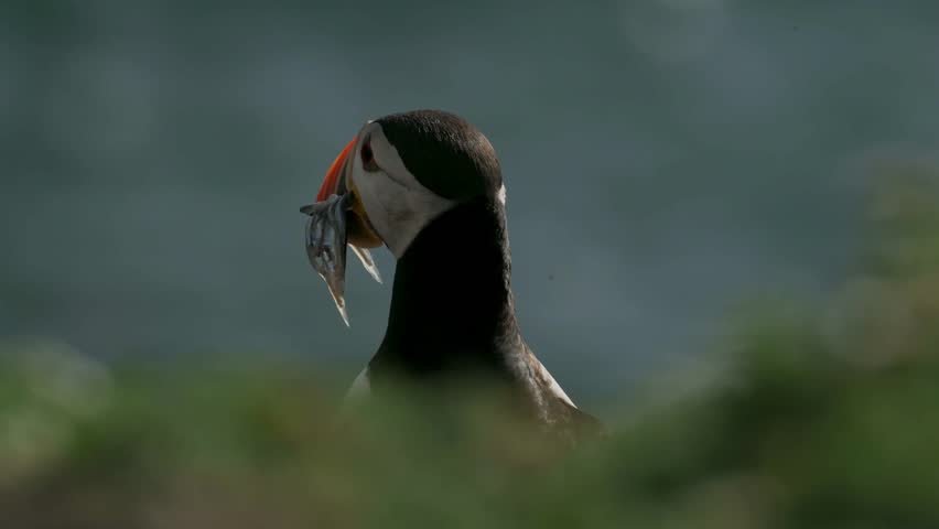 Puffin Close up Carrying Sand Eels in Front of Calm Atlantic Ocean, Coastal Bird Carrying Food from Behind Tall Grass, Pembrokeshire Coast National Park, Skomer Island, Wales, UK Royalty-Free Stock Footage #1100351579