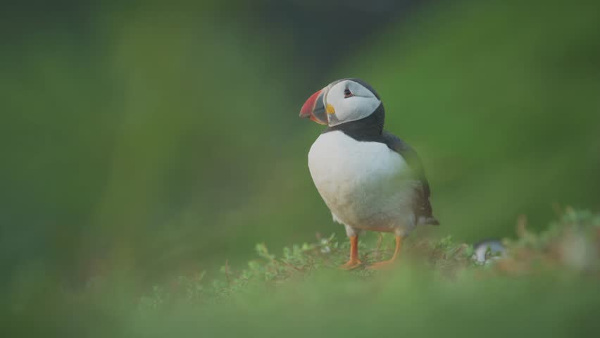 Slow Motion Colourful Atlantic Puffin Sitting in Grassy Hilly Landscape, Amazing Birdlife Scenery Looking Around Perched on Grass in Pembrokeshire Coast National Park, Skomer Island, Wales, UK