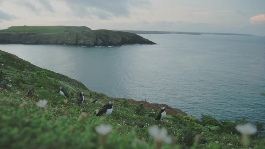 Colourful Puffin Colony Landscape in Coastal Location Looking over Large Atlantic Ocean, Amazing Atlantic Bird Cliffside Scenery in Pembrokeshire Coast National Park, Skomer Island, Wales, UK