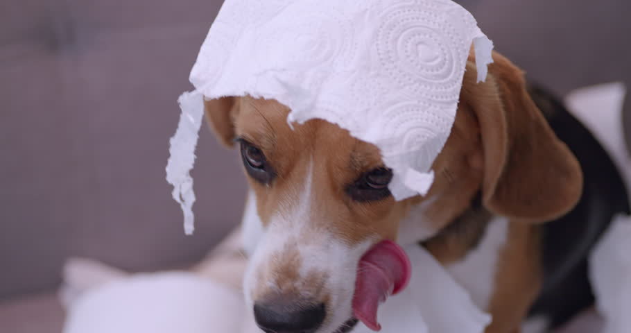 Naughty beagle dog playing with tissue paper at home.	 Royalty-Free Stock Footage #1100353293