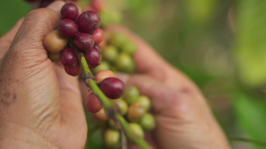 Close-up hands farmers are examine coffee berries on a coffee farm in Thailand. | Shutterstock HD Video #1100353443