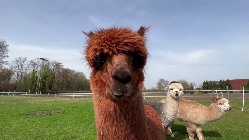 Funny llama pets graze on a green lawn on a sunny spring day. High quality 4k footage