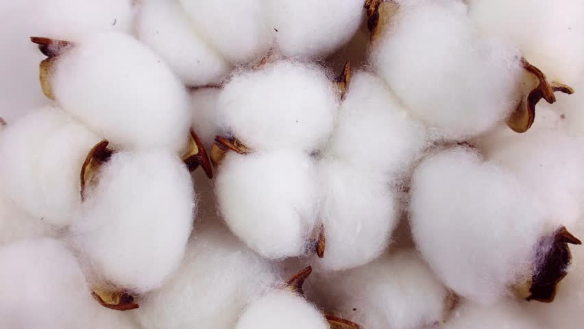 White and brown cotton ball flowers circle rotation close up