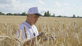 The farmer controls the quality of wheat growth, records data in a digital tablet. Working in a wheat field. Agricultural concept. - Powered by Shutterstock - Get 15% off with code: PIKWIZARD15