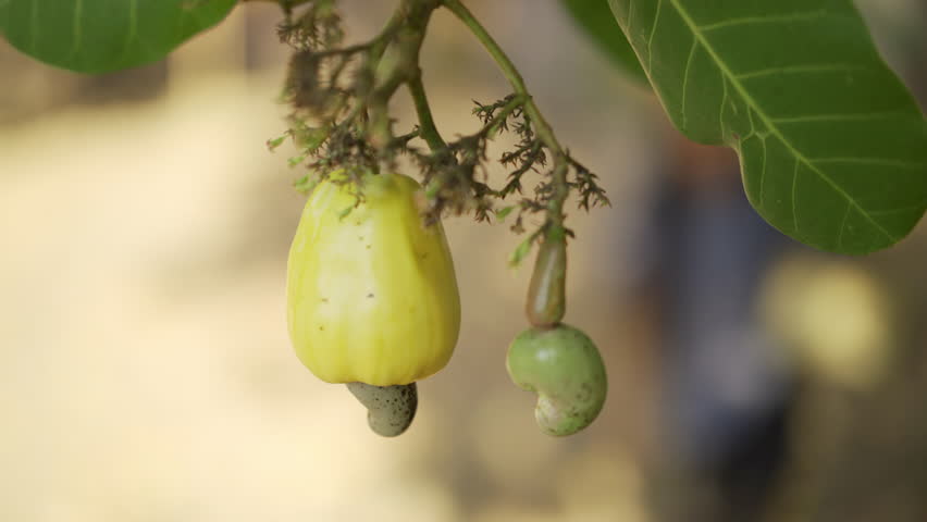 Young woman harvesting bright yellow cashew apple with nut on tree