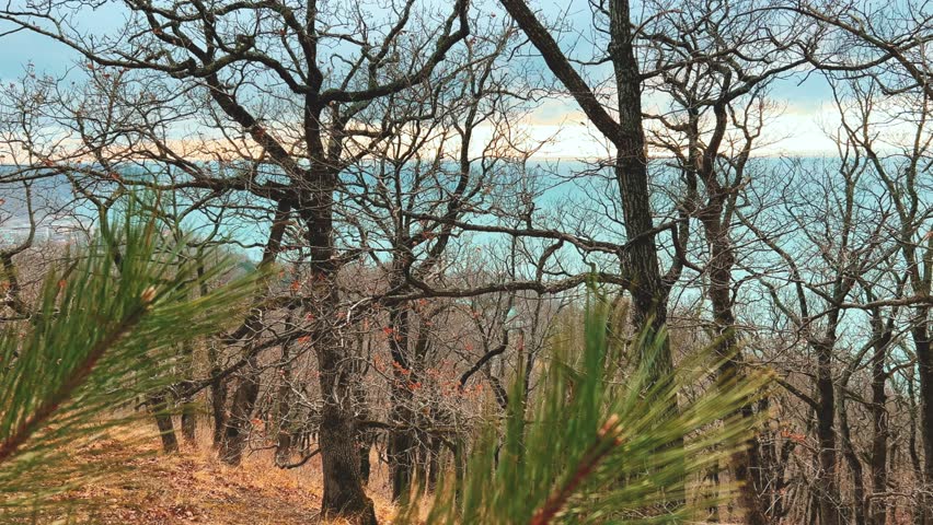 Panoramic view of the Black Sea coast from the mountain through the branches of a coniferous tree.View of the mountainous Black Sea coast through the green branches of pine trees.Sunset on the beach.
